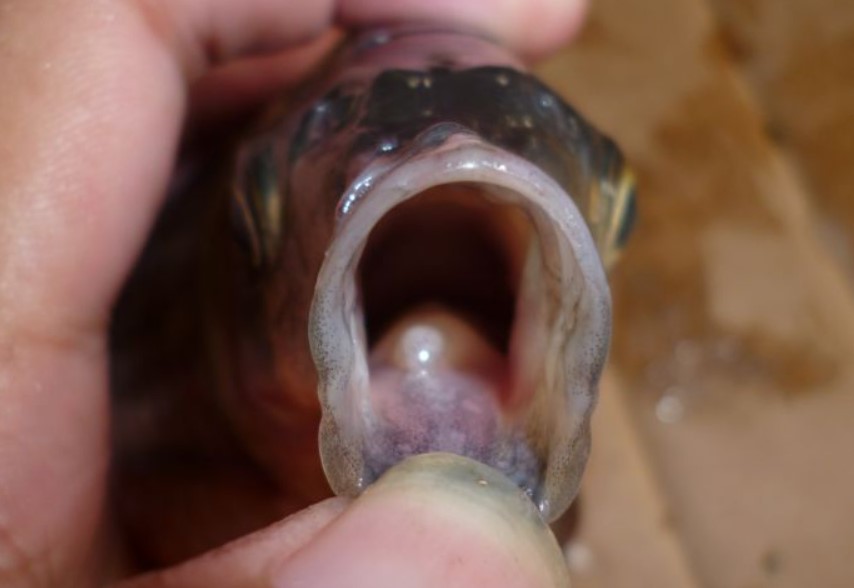 鱼的舌头