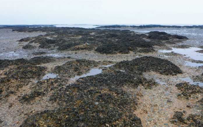 江苏海门蛎岈山牡蛎礁