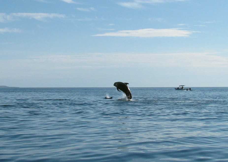 跃出海面的领航鲸
