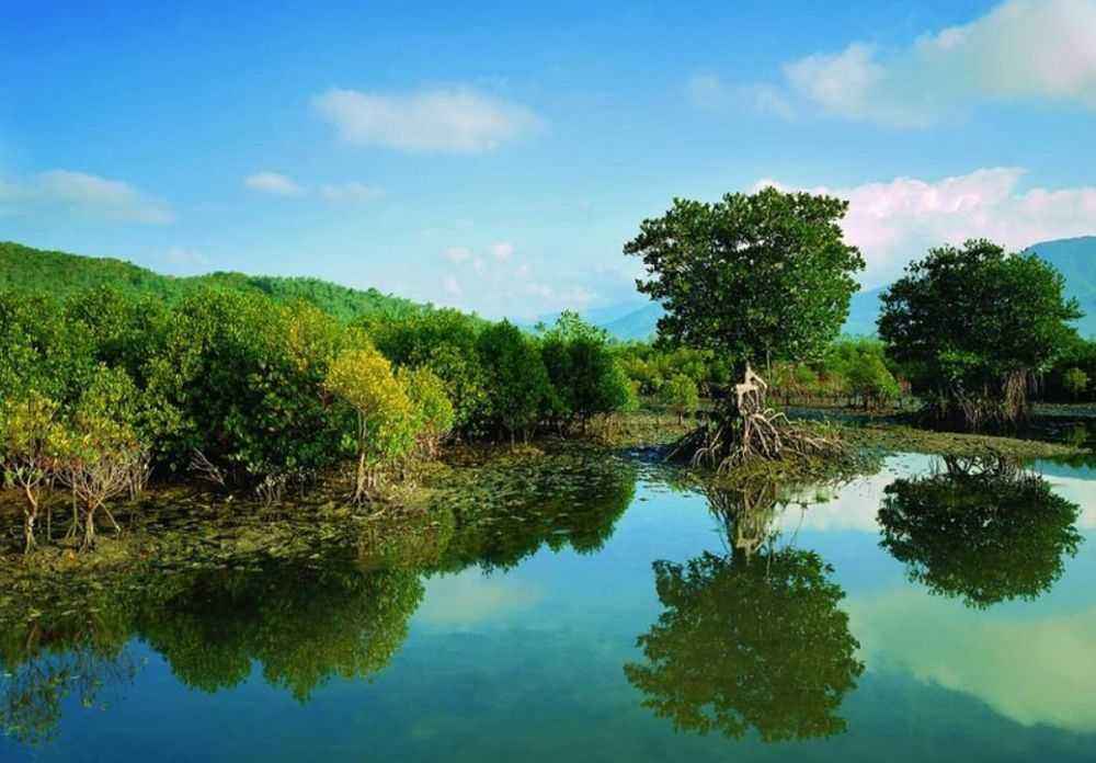 红树林外部